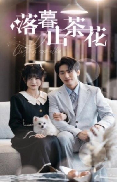 《落幕山茶花》短剧高清全集免费在线观看播放完整版