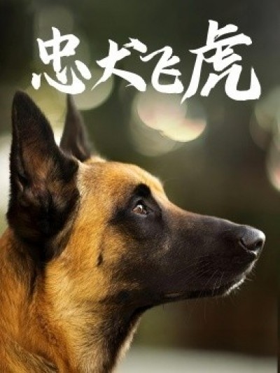 《忠犬飞虎》免费在线观看短剧高清全集完整版