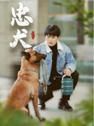 《忠犬》短剧高清全集免费在线观看  第1张